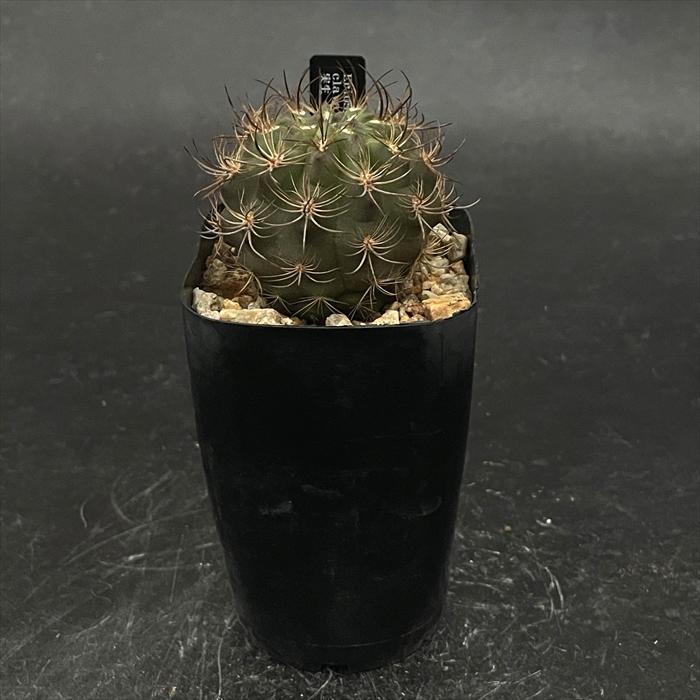 crnサボテン エリオシケ クラバータ kk5 実生 コロンカクタス