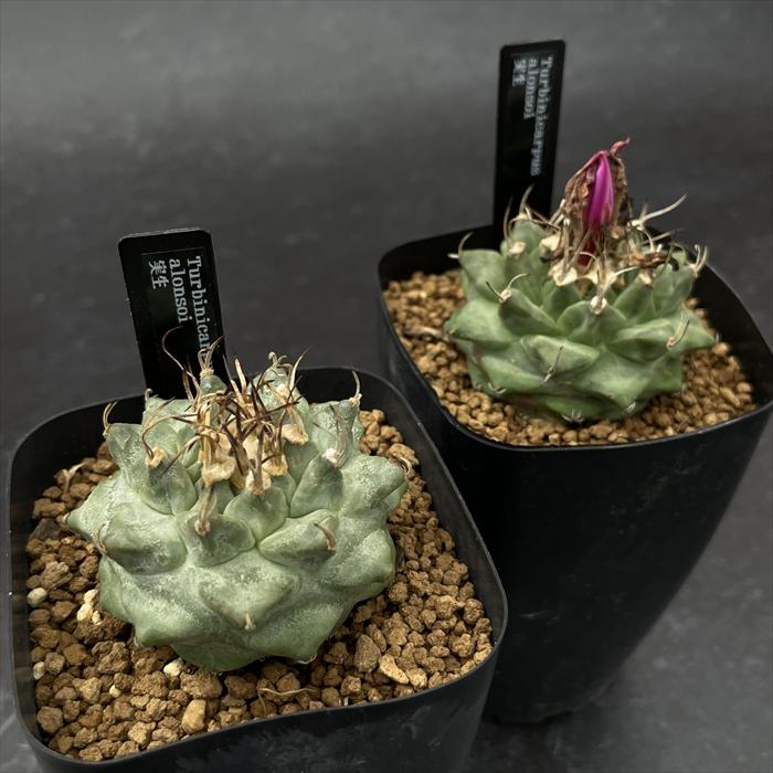crnサボテン ツルビニカルプス アロンソイ 実生 コロンカクタスさん苗