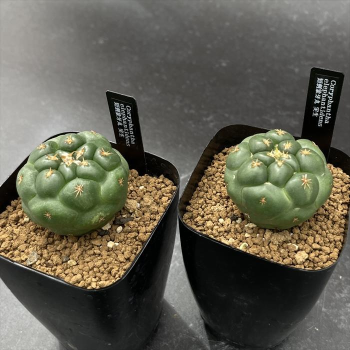 crnサボテン コリファンタ 短刺象牙丸 実生 コロンカクタスさん苗 7.5