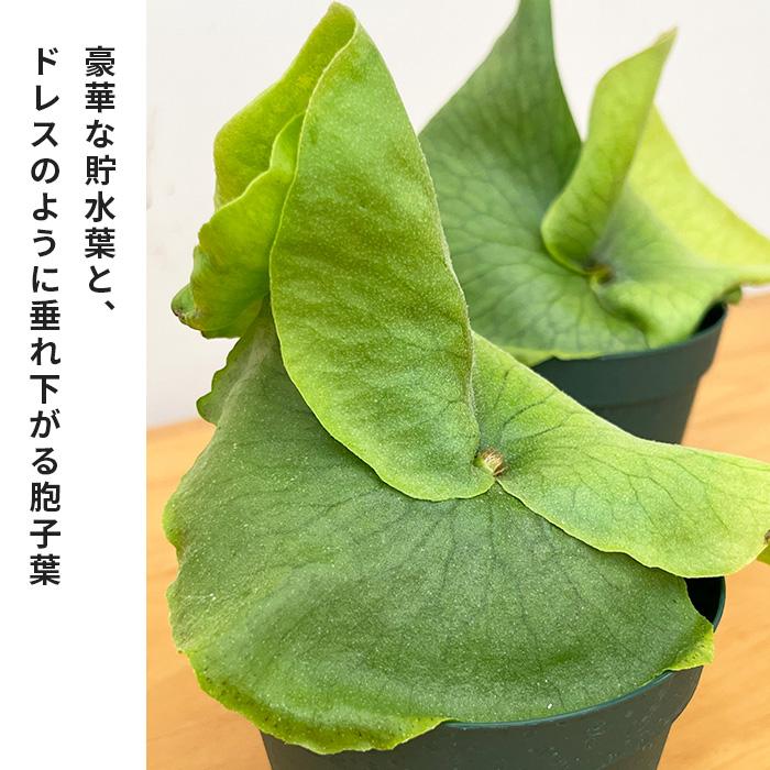 日本花キ流通 観葉植物 コウモリラン ビカクシダ ワンダエ 9cmポット