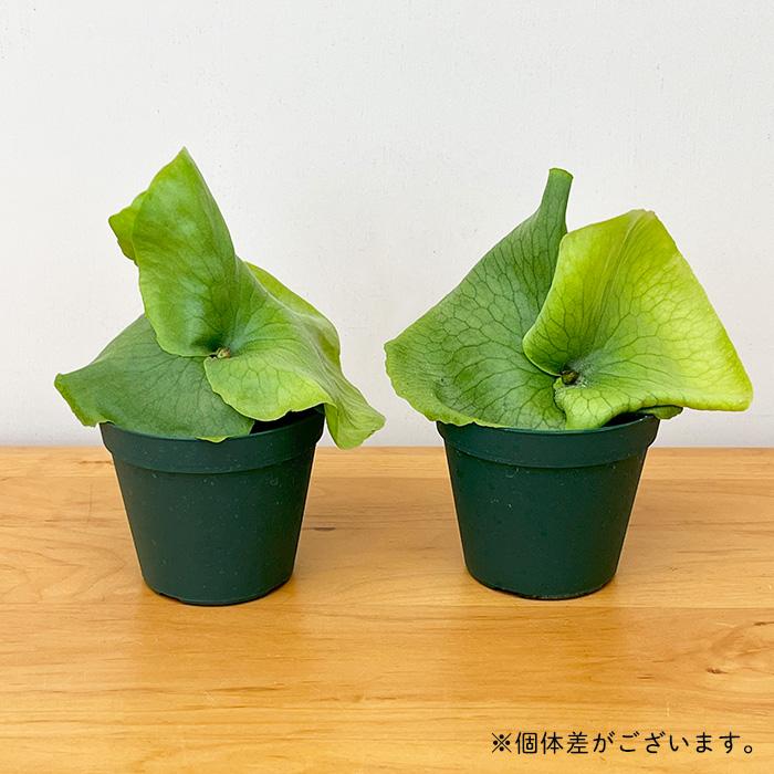 日本花キ流通 観葉植物 コウモリラン ビカクシダ ワンダエ 9cmポット