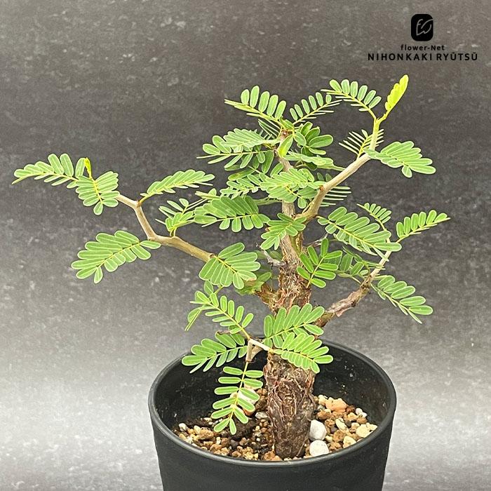 日本花キ流通 多肉植物 caセンナ メリディオナリス 3.5号鉢 実生苗