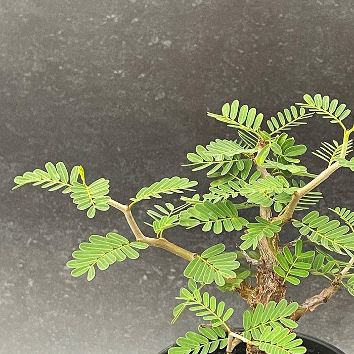 日本花キ流通 多肉植物 caセンナ メリディオナリス 3.5号鉢 実生苗