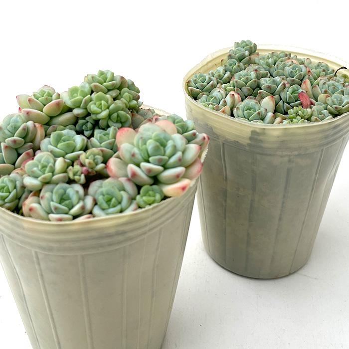 日本花キ流通 多肉植物 sbセダム ばらまきペレスデラロサエ ピンク