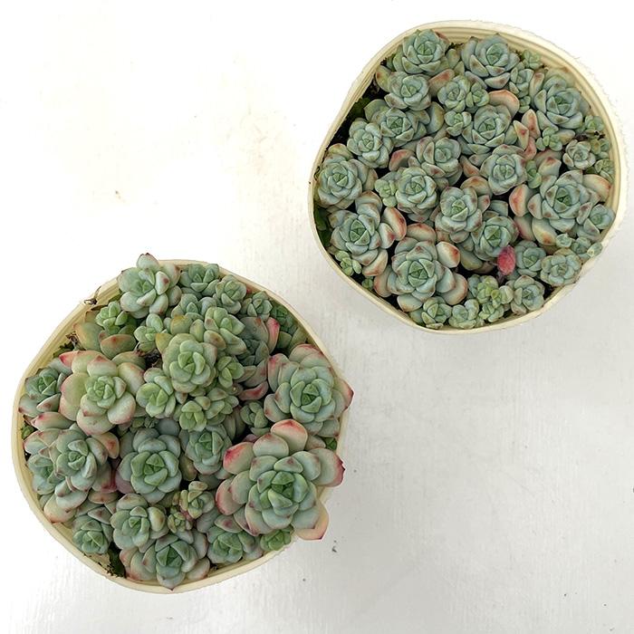 日本花キ流通 多肉植物 sbセダム ばらまきペレスデラロサエ ピンク