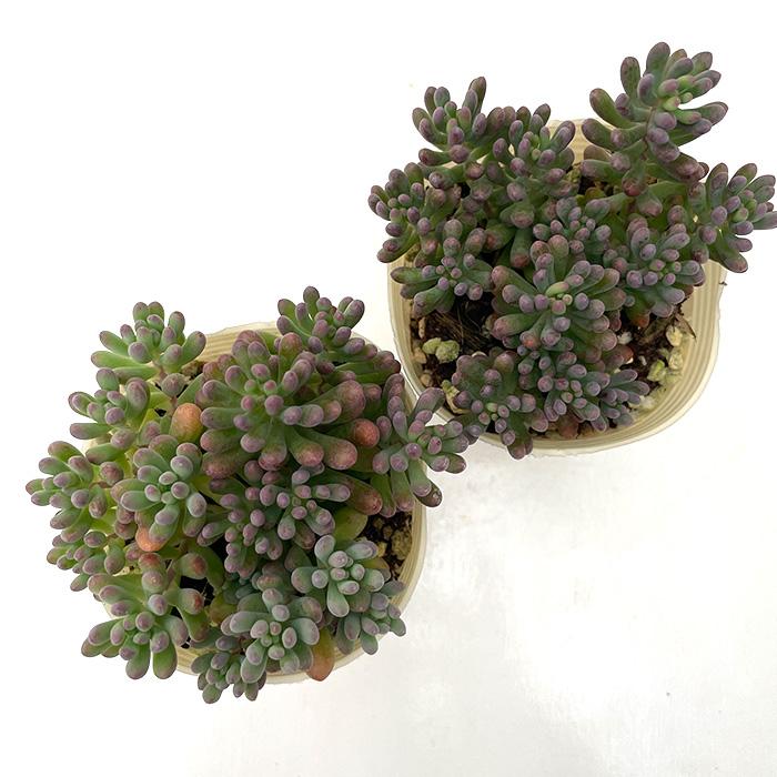 日本花キ流通 多肉植物 sbセダム スプリングワンダー×乙女心 7.5cm