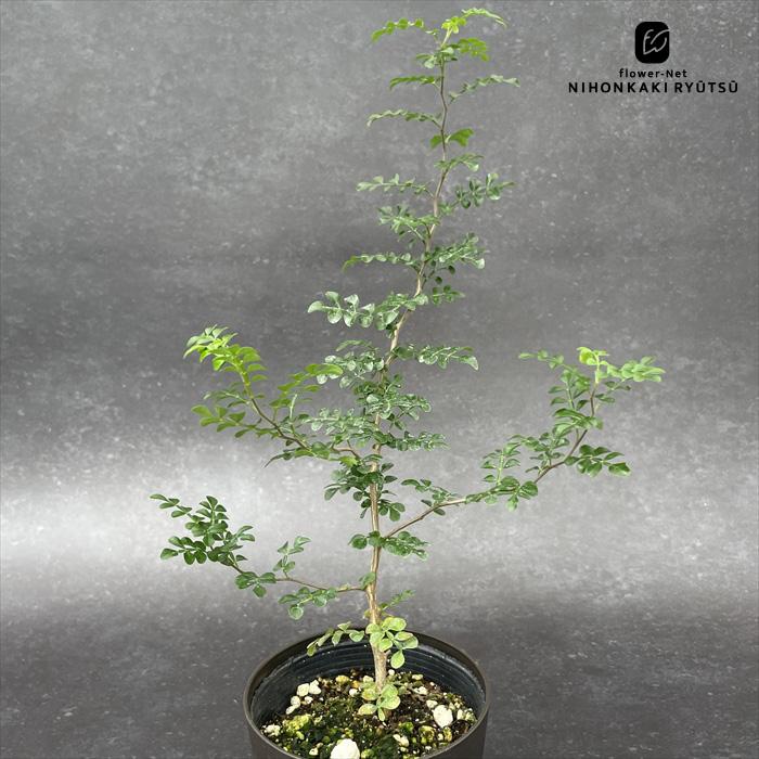 日本花キ流通 多肉植物 caオペルクリカリア デカリー 実生 送料