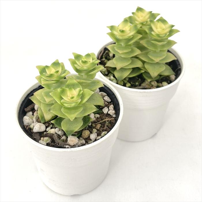 日本花キ流通 多肉植物 hmクラッスラ ヒヨコボシ 多肉植物 ひよこ星