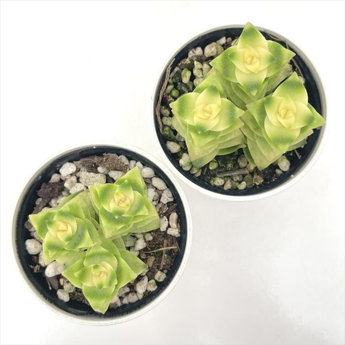 日本花キ流通 多肉植物 hmクラッスラ ヒヨコボシ 多肉植物 ひよこ星