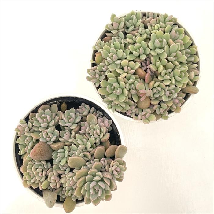 日本花キ流通 多肉植物 hmセダム ばらまきリンダリンダ 多肉植物