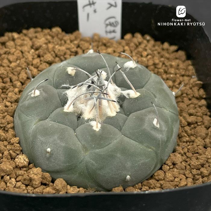 nomサボテン ツルビニカルプス ハウエルニギー 実生 ノムラカクタス
