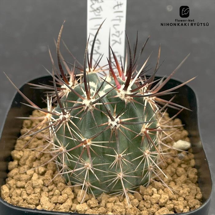 リンゼイ実生③ エキノケレウス（検索）リンゼー 強刺 花サボテン フェロカクタス nomサボテン エキノケレウス 強刺リンゼイ 実生 ノムラカクタスさん苗