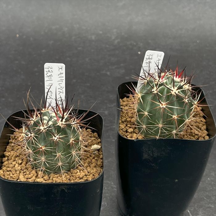 nomサボテン エキノケレウス 強刺リンゼイ 実生 ノムラカクタスさん苗