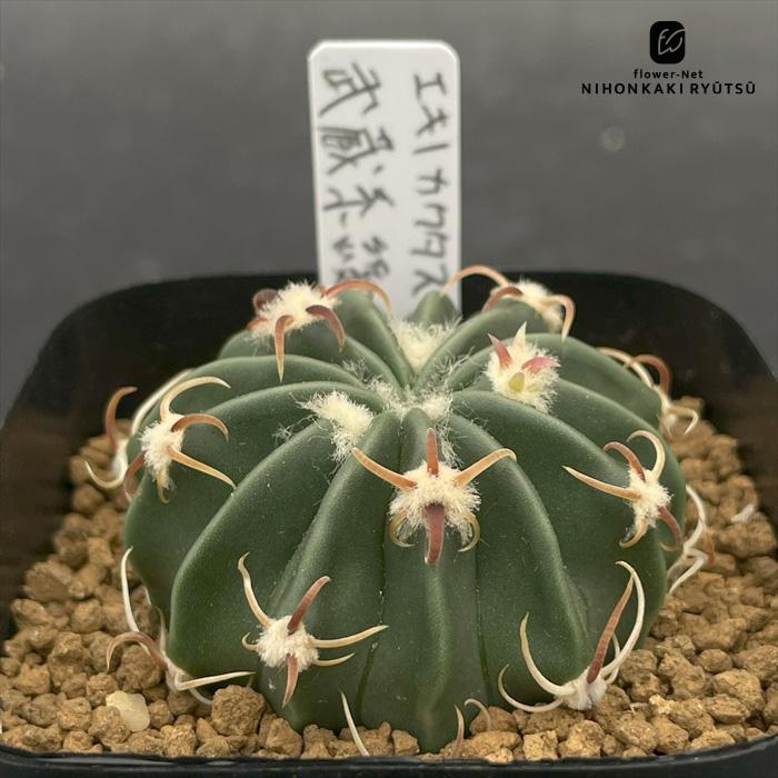 エキノカクタス　綾波　武蔵　サボテン nomサボテン エキノカクタス 武蔵系綾波 実生 ノムラカクタスさん苗