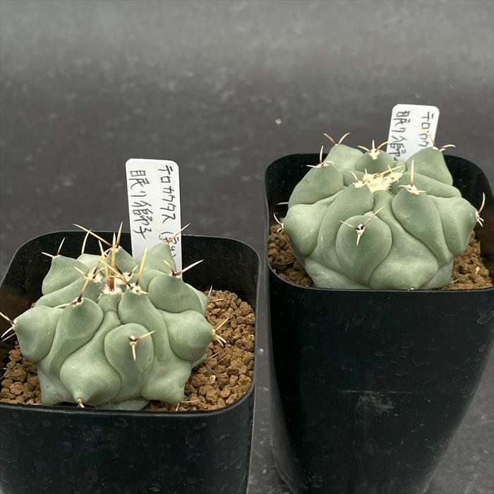 nomサボテン テロカクタス 眠り獅子 実生 ノムラカクタスさん苗 7.5cm