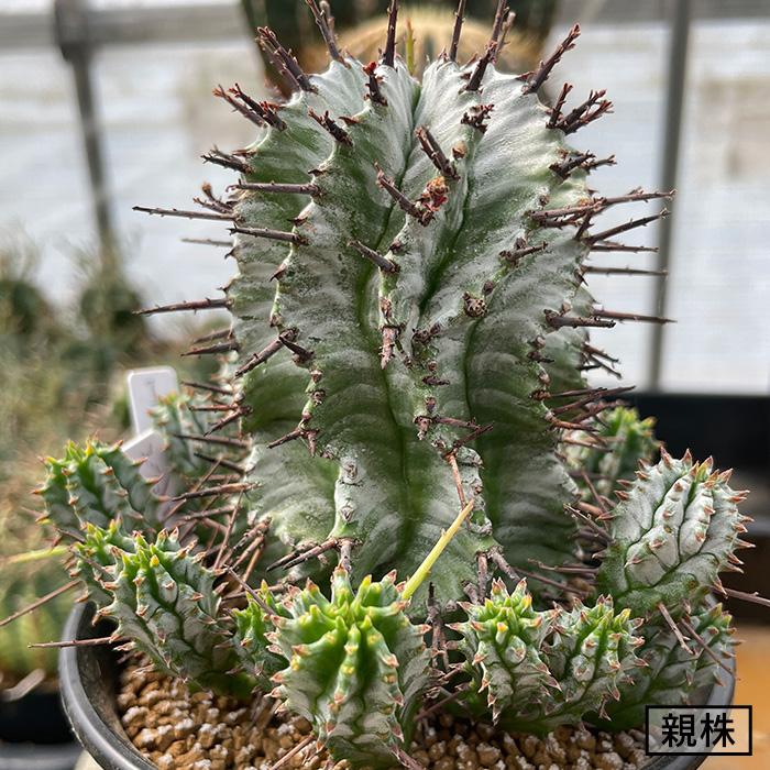 多肉植物 nomユーフォルビア ホリダ I ノムラカクタスさん苗 7.5cm