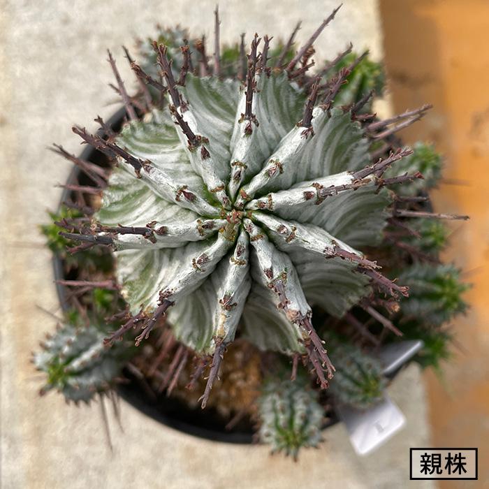 多肉植物 nomユーフォルビア ホリダ I ノムラカクタスさん苗 7.5cm