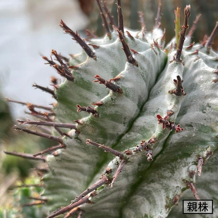 多肉植物 nomユーフォルビア ホリダ I ノムラカクタスさん苗 7.5cm