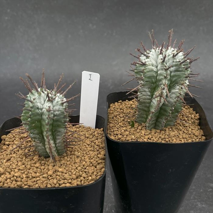 多肉植物 nomユーフォルビア ホリダ I ノムラカクタスさん苗 7.5cm