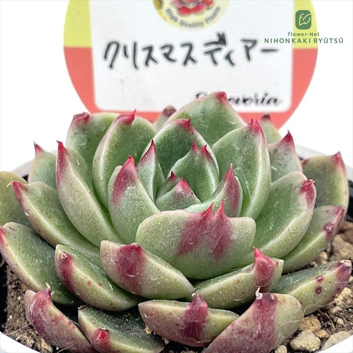多肉植物 kswエケベリア クリスマスディアー 柏屋商店さん苗