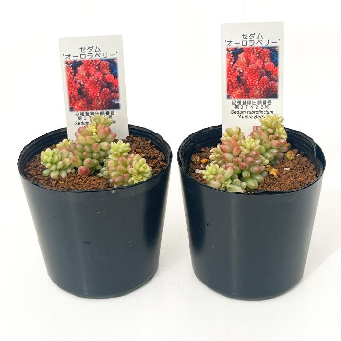 日本花キ流通 にじはな セダム オーロラベリー 品種登録申請中 多肉