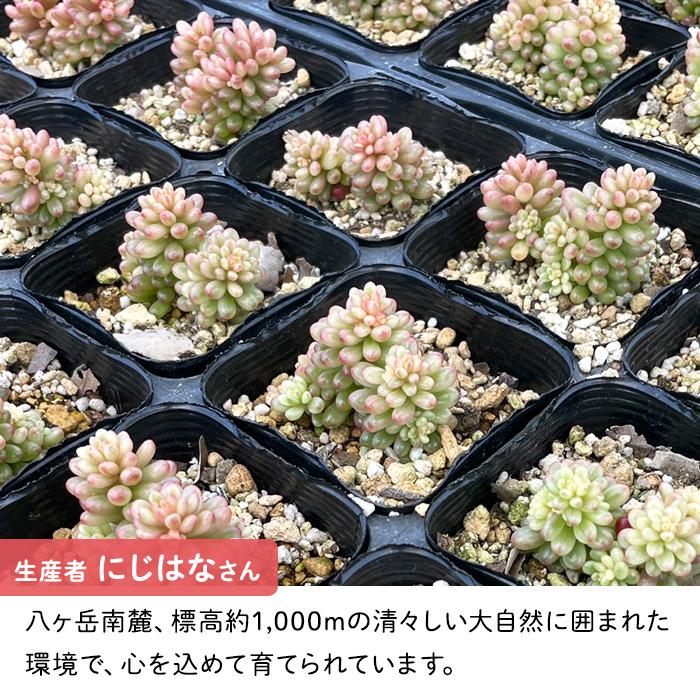 日本花キ流通 にじはな セダム オーロラベリー 品種登録申請中 多肉