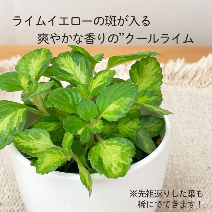 日本花キ流通 観葉植物 cot プレクトランサス クールライム 3.5号鉢