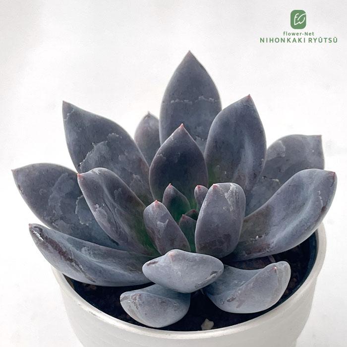 日本花キ流通 多肉植物 hxエケベリア 黒助×ラウイ 多肉植物 エケベリア