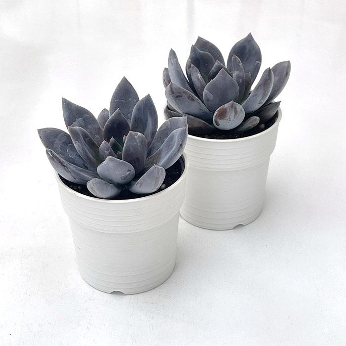 日本花キ流通 多肉植物 hxエケベリア 黒助×ラウイ 多肉植物 エケベリア