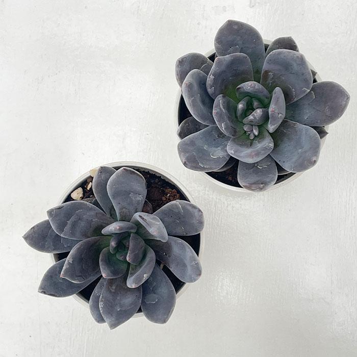 日本花キ流通 多肉植物 hxエケベリア 黒助×ラウイ 多肉植物 エケベリア