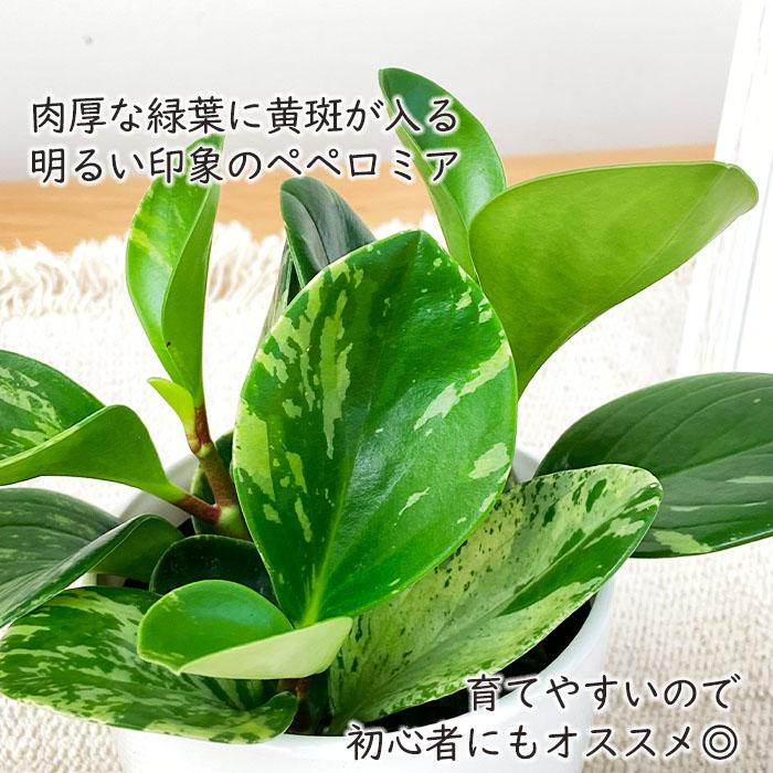 日本花キ流通 観葉植物 cot ペペロミア グリーンゴールド 3.5号