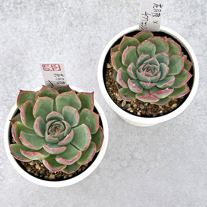 多肉植物 PKSFエケベリア 花月夜×チワワエンシス Pさん苗 送料無料