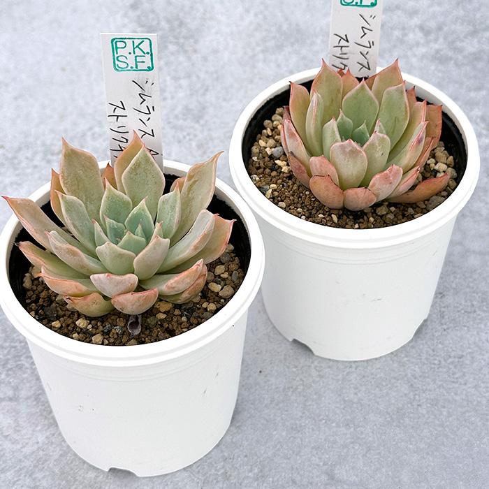多肉植物 PKSFエケベリア シムランスA.×ストリクチフローラノヴァ P