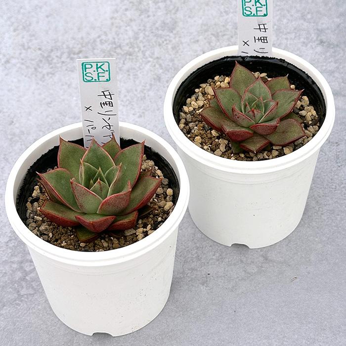 多肉植物 PKSFエケベリア 中里リンゼアナ×パーパソルム Pさん苗 送料