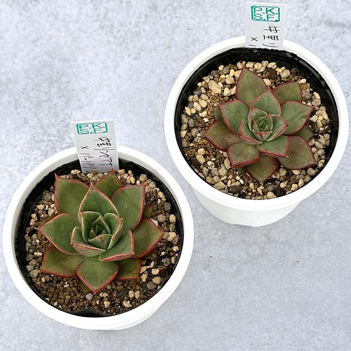 多肉植物 PKSFエケベリア 中里リンゼアナ×パーパソルム Pさん苗 送料