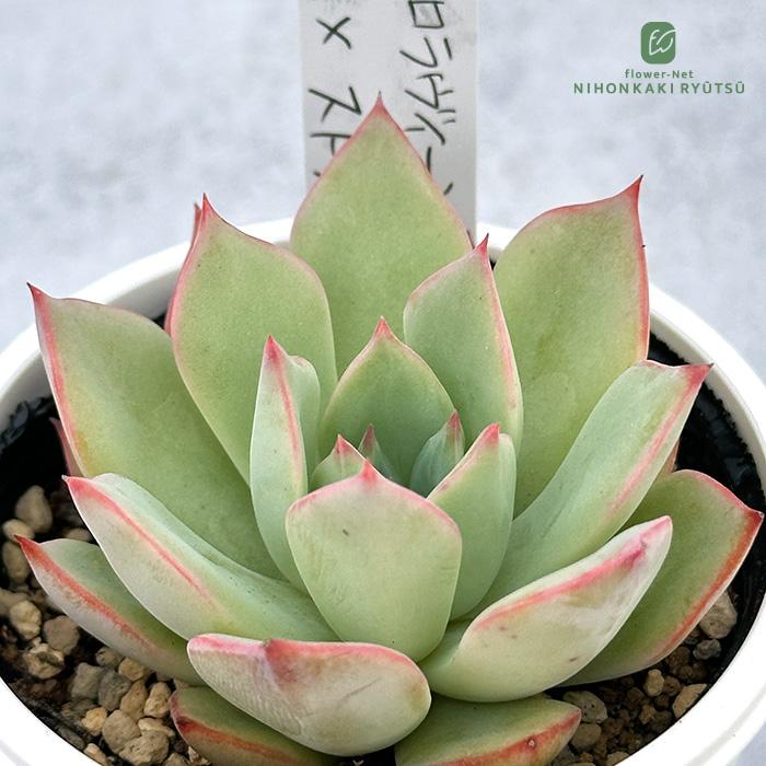 多肉植物 PKSFエケベリア コロラヴィーン×ストリクチフローラノヴァ P