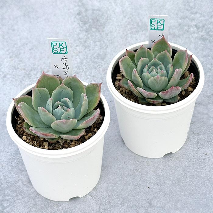 多肉植物 PKSFエケベリア セプテンバーモーン×（旧）チワワエンシス P