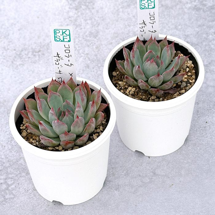 多肉植物 PKSFエケベリア コロラータ×ザラゴーサspノバ Pさん苗 送料