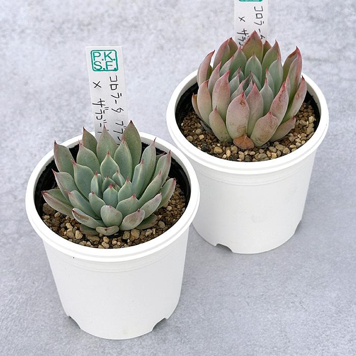 多肉植物 エケベリア ザラゴーサ spノバ　根付き　抜き苗 多肉植物 エケベリア ザラゴーサ spノバ 根付き 抜き苗 多肉植物