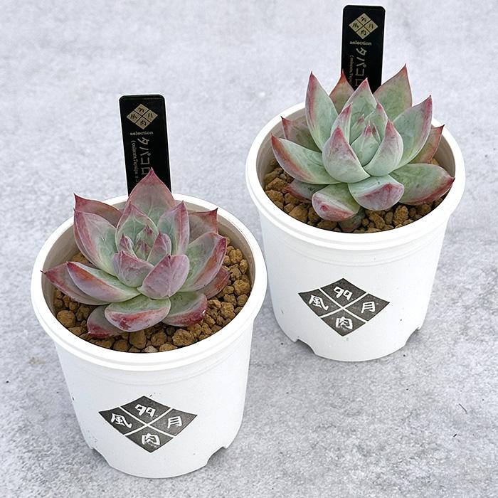 多肉植物　多肉風月苗　E.アテタパ 多肉植物 tfgエケベリア タパコロアテマ 多肉風月さん苗 送料無料