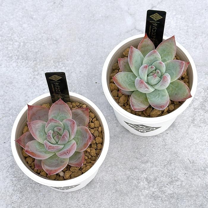 多肉植物　多肉風月苗　E.アテタパ 多肉植物 tfgエケベリア タパコロアテマ 多肉風月さん苗 送料無料