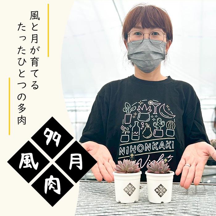 多肉風月 サバテマ 風コラtypeI 2種セット 多肉植物 tfgエケベリア タパコロアテマ 多肉風月さん苗 送料無料