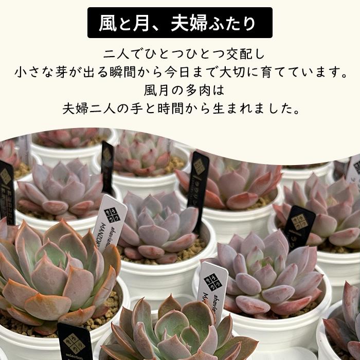 多肉植物 tfgエケベリア タパコロアテマ 多肉風月さん苗 送料無料