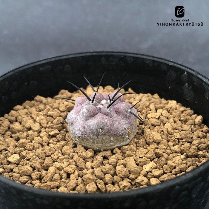 黒王丸 サボテン　実生 Copiapoa cinerea【黒王丸・実生】 | RIMO'S GREEN 【Saboten