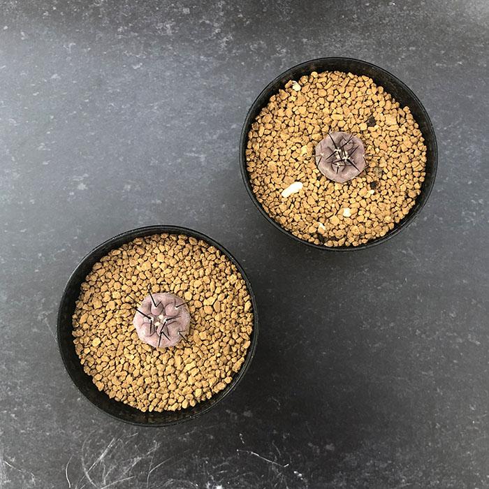 黒王丸 ザ・ファームセレクト][送料無料]コピアポア：黒王丸 4号 の通販