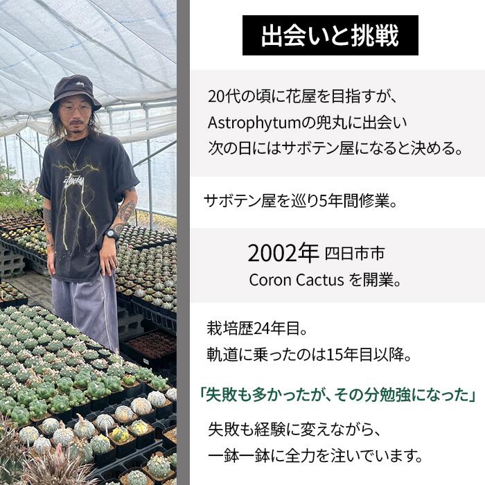 crnサボテン アリオカルプス アガベ牡丹 実生 コロンカクタスさん苗