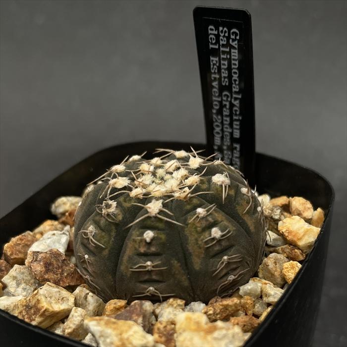 crnサボテン ギムノカリキウム ラゴネシー 実生 フィールドナンバー