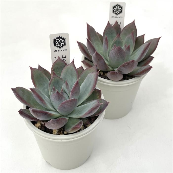 多肉植物 O'sエケベリア コロラータ×Roof O's PLANTS オーズプランツ