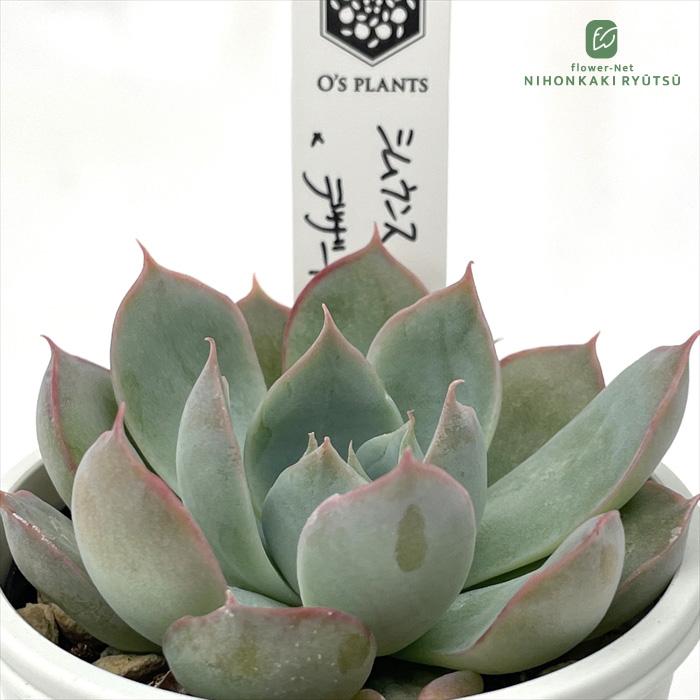 多肉植物 O'sエケベリア シムランスブスタマンテ×デザートハーモニー