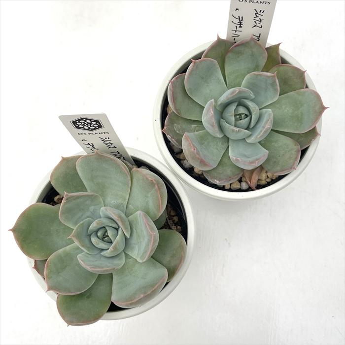 多肉植物 O'sエケベリア シムランスブスタマンテ×デザートハーモニー